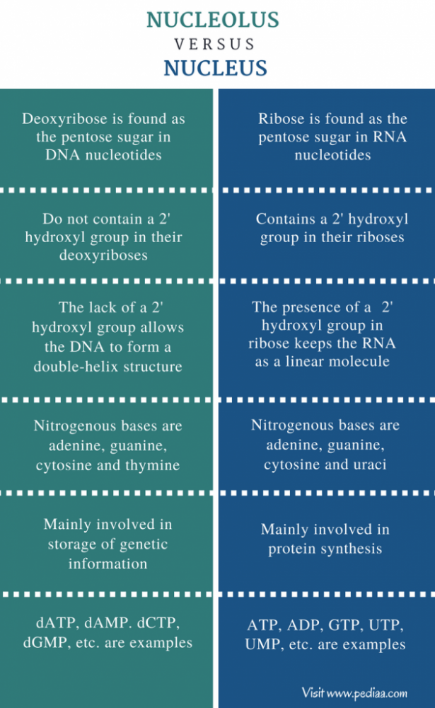 Dna Rna