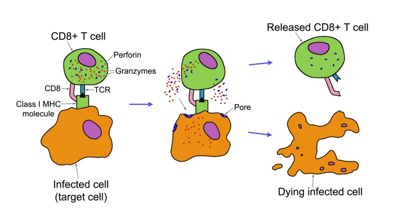 Compare Cytotoxic T Cells and Natural Killer Cells - What's the difference?