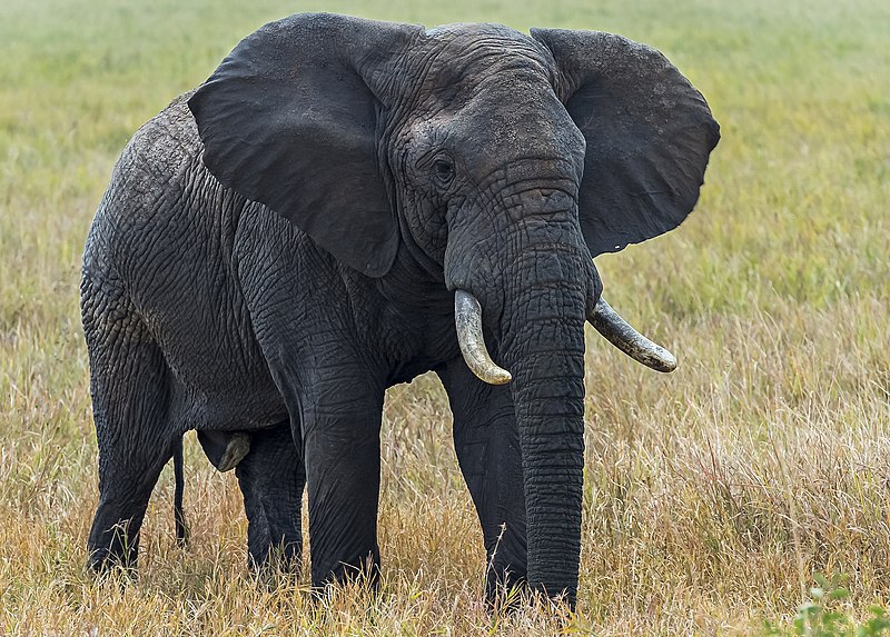 Indian and African Elephants Differences