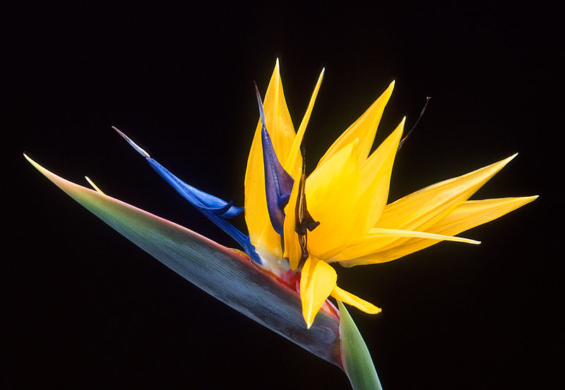 Compare Heliconia and Bird of Paradise - What's the difference?
