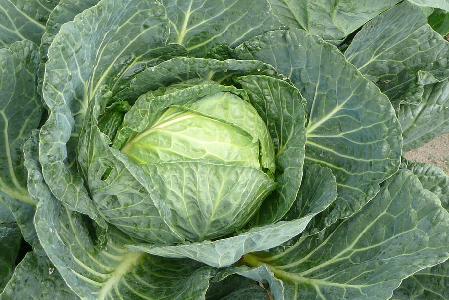 Lettuce vs Cabbage