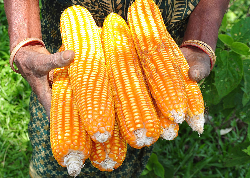 Compare Sweet Corn and Corn - What's the difference?
