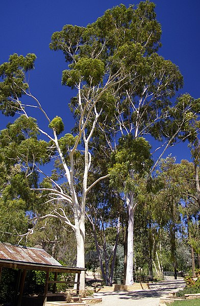 Eucalyptus vs Lemon Eucalyptus