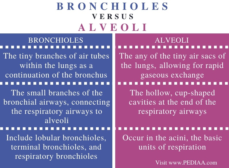 Difference Between Bronchioles and Alveoli - Comparison Summary