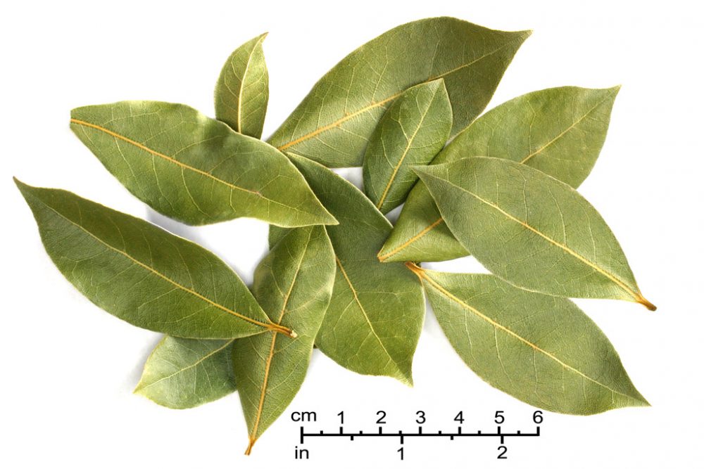 Main Difference - Curry Leaves vs Bay Leaves