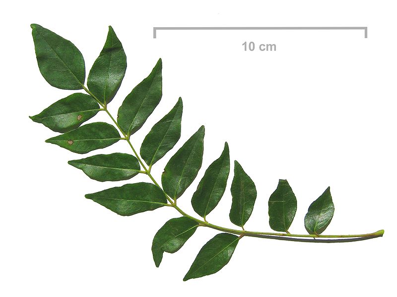 Difference Between Curry Leaves and Bay Leaves