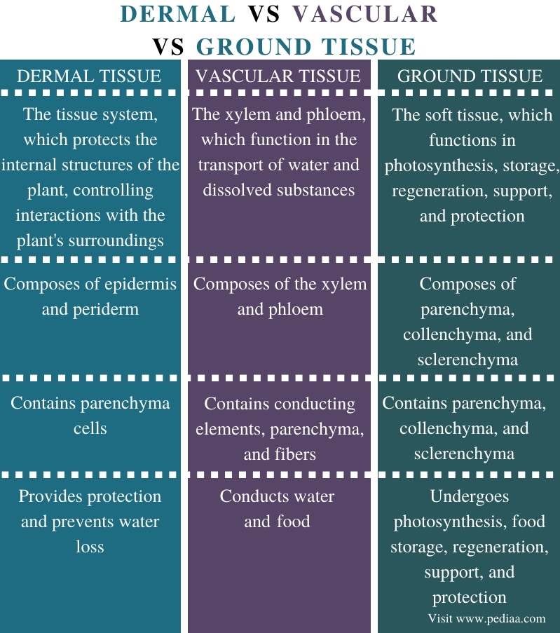 Difference Between Dermal Vascular and Ground Tissue - Comparison Summary