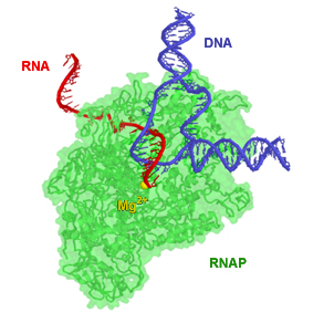 Main Difference - Prokaryotic vs Eukaryotic RNA Polymerase