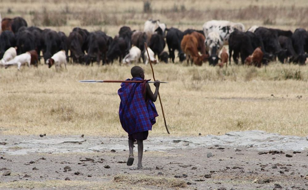 Main Difference - Transhumance vs Nomadic Pastoralism