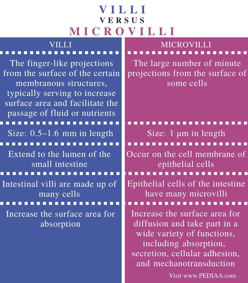Difference Between Villi and Microvilli - Comparison Summary