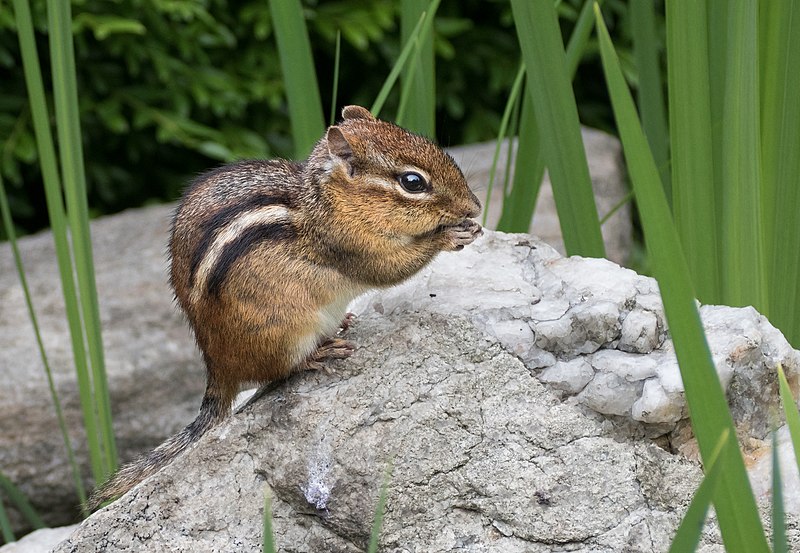 Appearance of Chipmunk
