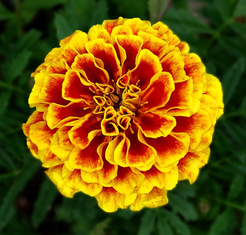 African vs French Marigold