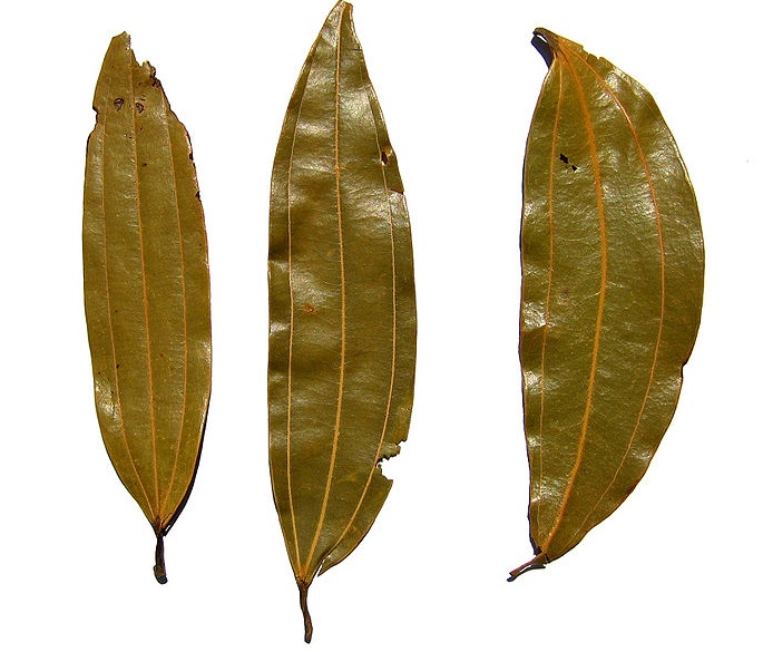 Cassia Leaf vs Bay Leaf