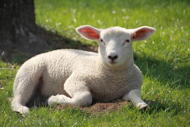 Differences of Goat vs Sheep vs Lamb