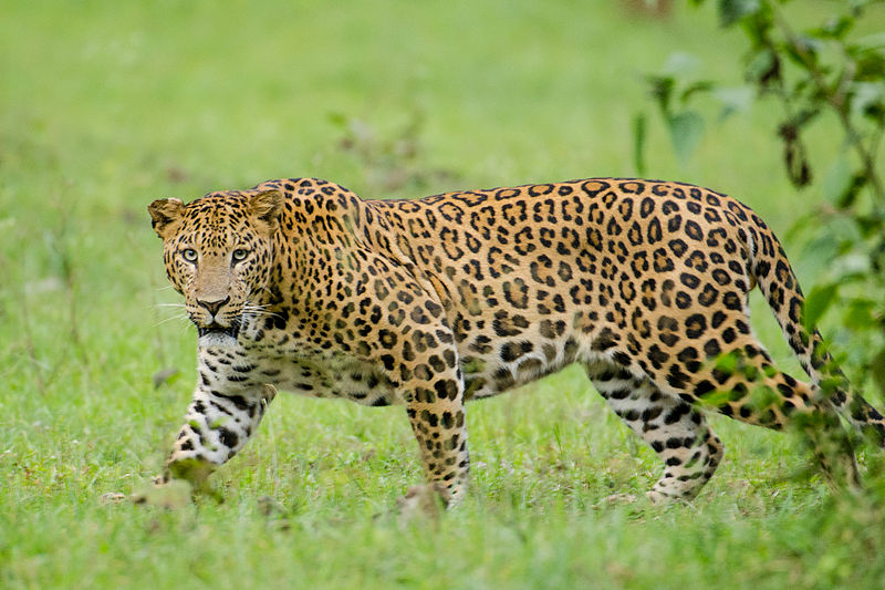 Compare Jaguar and Leopard