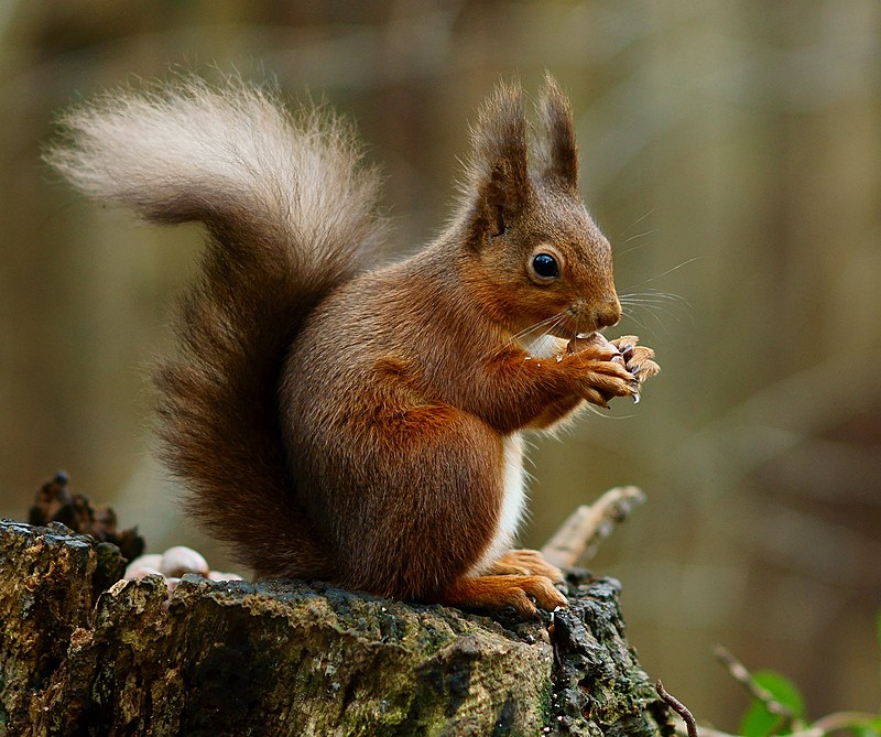 Appearance of Squirrel