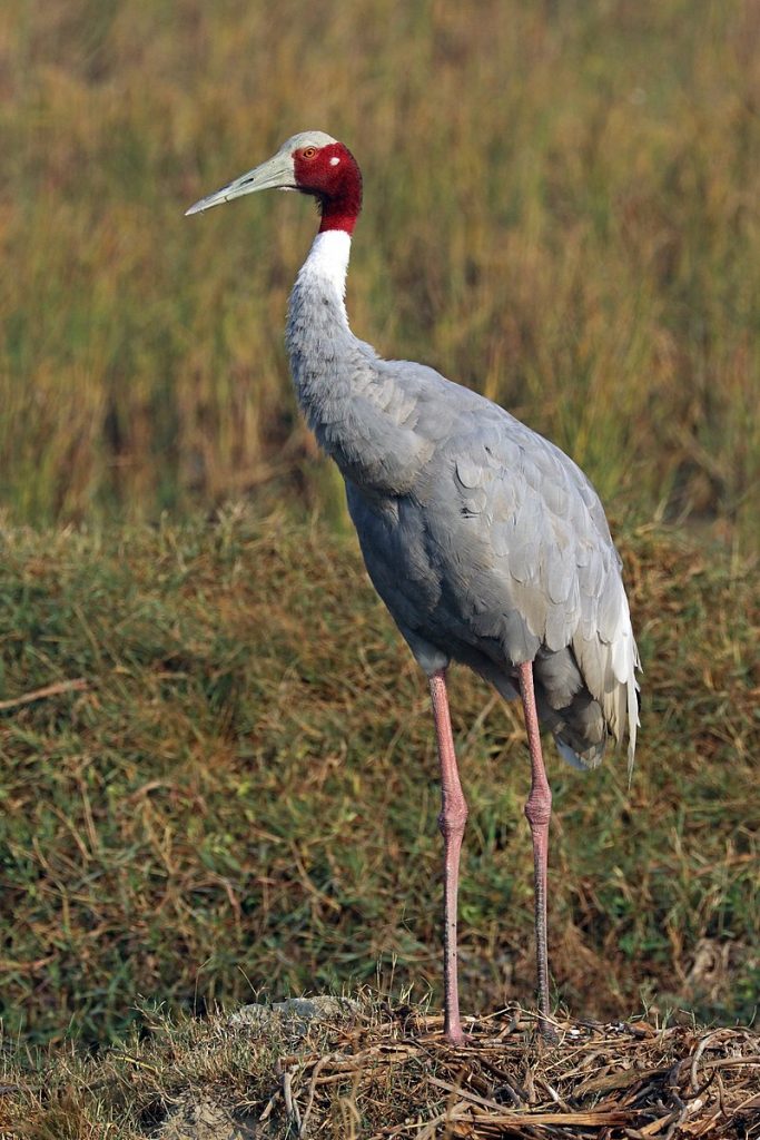 Compare Crane and Heron - How to identify the differences?