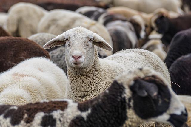 Compare Goat Sheep and Lamb - What's the difference?