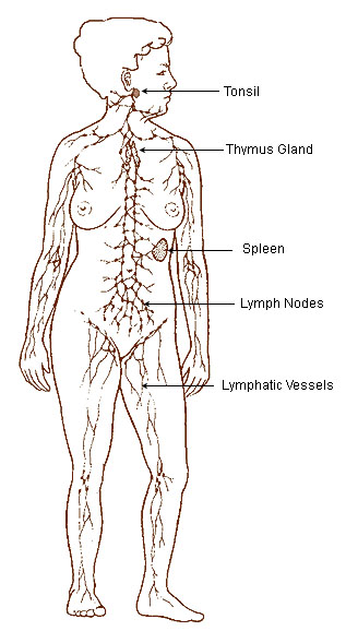 Lymphatic Vessels and Blood Vessels