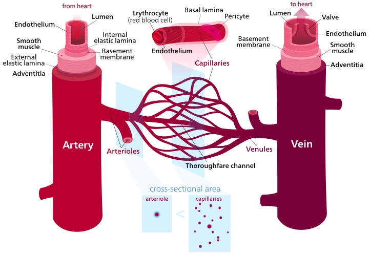 Lymphatic Vessels vs Blood Vessels