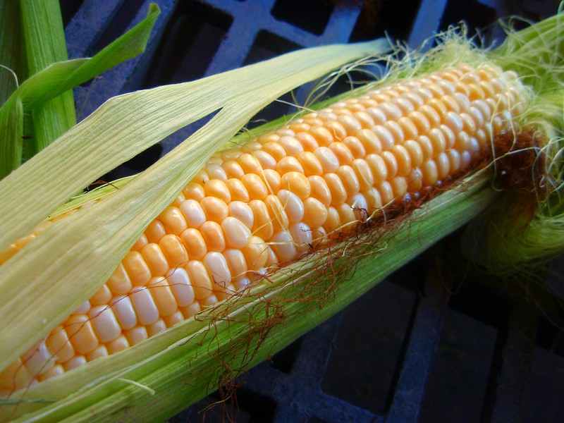 Sweet Corn vs Corn