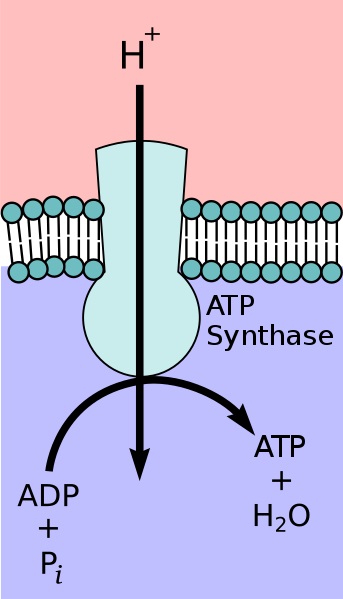 Main Difference - ATPase vs ATP Synthase
