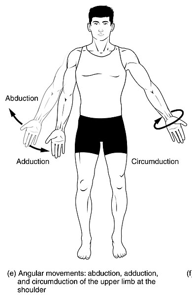 What is the Difference Between Abduction and Adduction