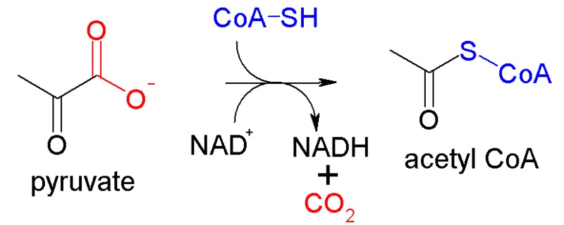 Main Difference - Acetyl CoA vs Acyl CoA