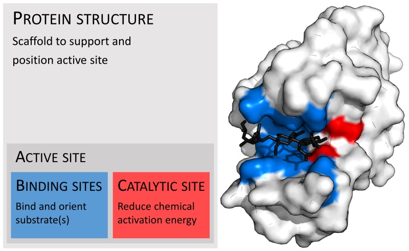 Compare Binding Site and Catalytic Site - What is the Difference