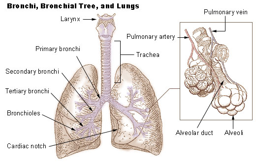 Main Difference - Bronchioles vs Alveoli