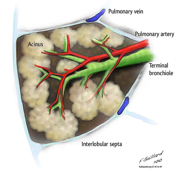What is the Difference Between Bronchioles and Alveoli