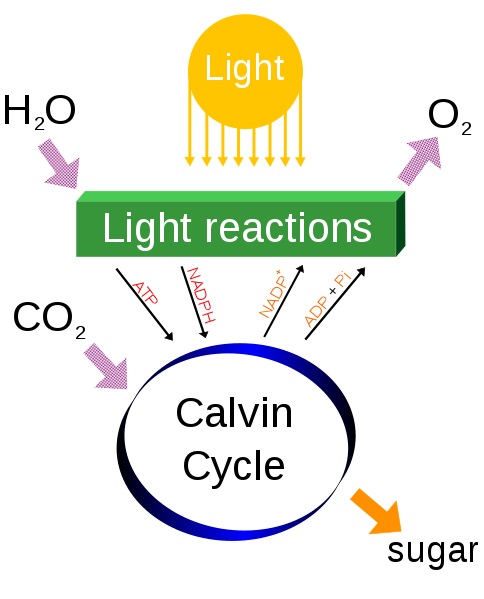 C3 vs C4 vs CAM Photosynthesis