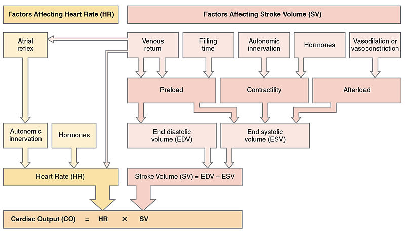 What is the Difference Between Cardiac Output and Stroke Volume
