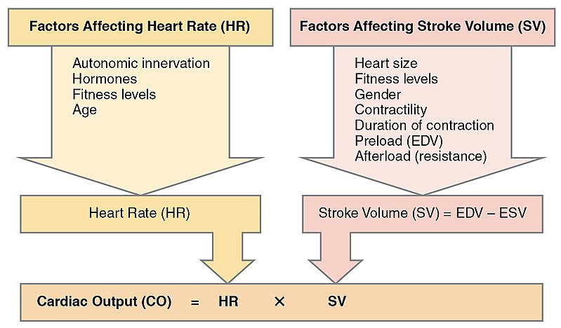 Comparison of Cardiac Output vs Stroke Volume
