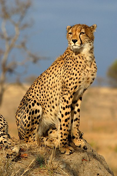  Compare Cheetah and Leopard and Jaguar - What's the difference?