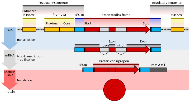 Coding vs Noncoding DNA