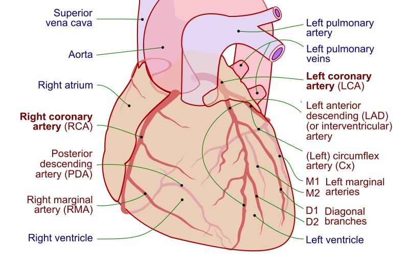 Compare Coronary and Carotid Artery