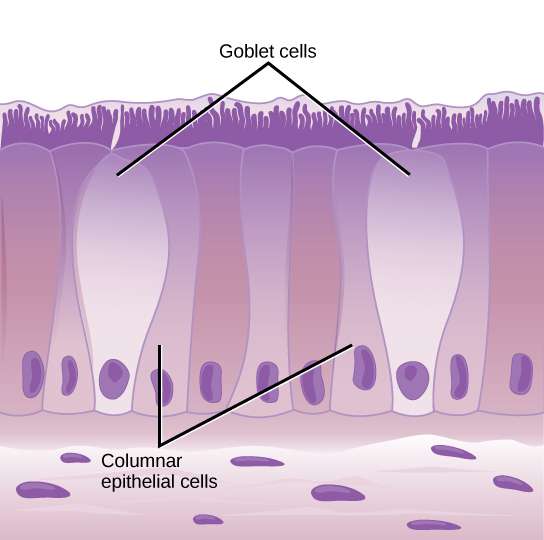 Main Difference - Cuboidal and Columnar Cells