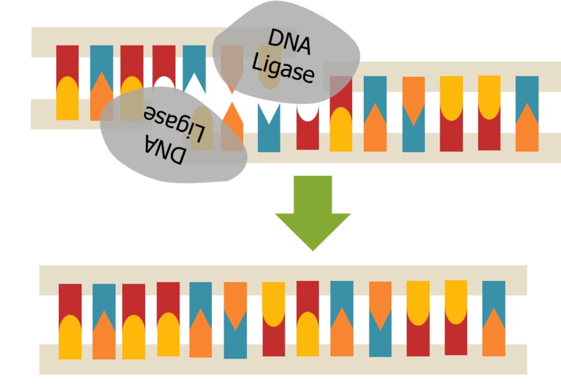 What is the Difference Between DNA Ligase and DNA Polymerase