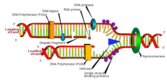 DNA Ligase vs DNA Polymerase
