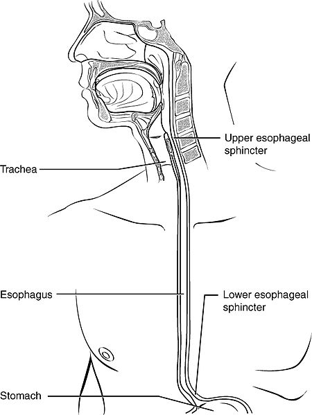 What is the Difference Between Esophagus and Throat
