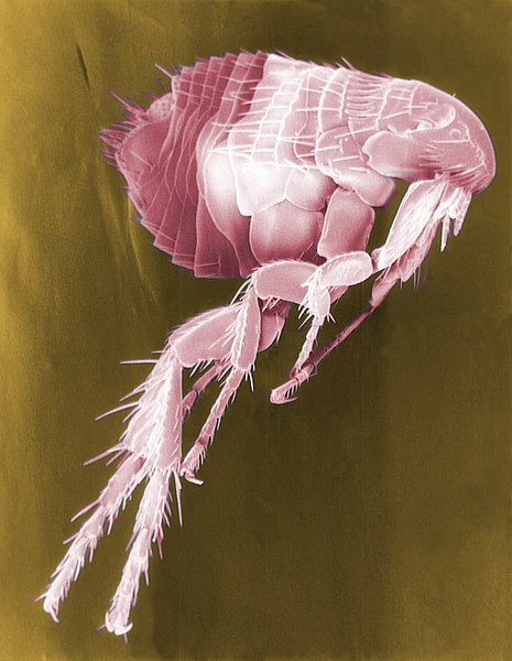 What is the Difference Between Fleas and Mites