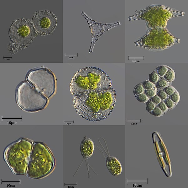 Compare Freshwater Algae and Marine Algae - What's the difference?