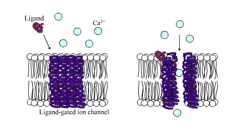 Compare Ligand-Gated Ion Channels and G-Protein Coupled Receptors