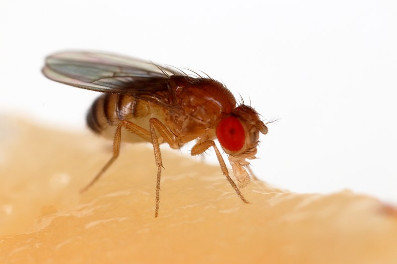 Male vs Female Fruit Flies
