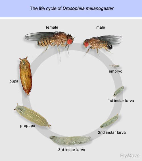 Life Cycle of Fruit Flies