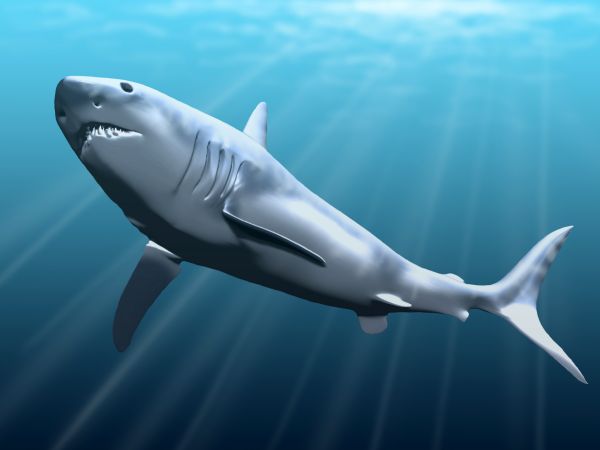 Compare Megalodon and Great White Shark - What's the difference?