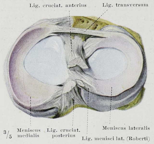 Compare Meniscus and Cartilage