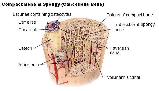 What is the Difference Between Osteons and Osteocytes