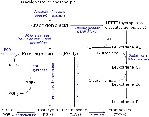 Prostaglandin and Prostacyclin